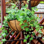 Coconut Coir Lined Hanging Plant Baskets