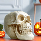 Decorative Skull Planter for Succulents